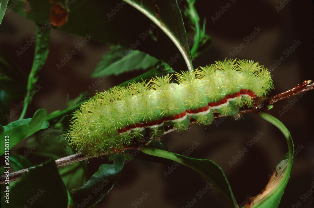 Naklejka premium Io Moth Caterpillar (Automaris Io)