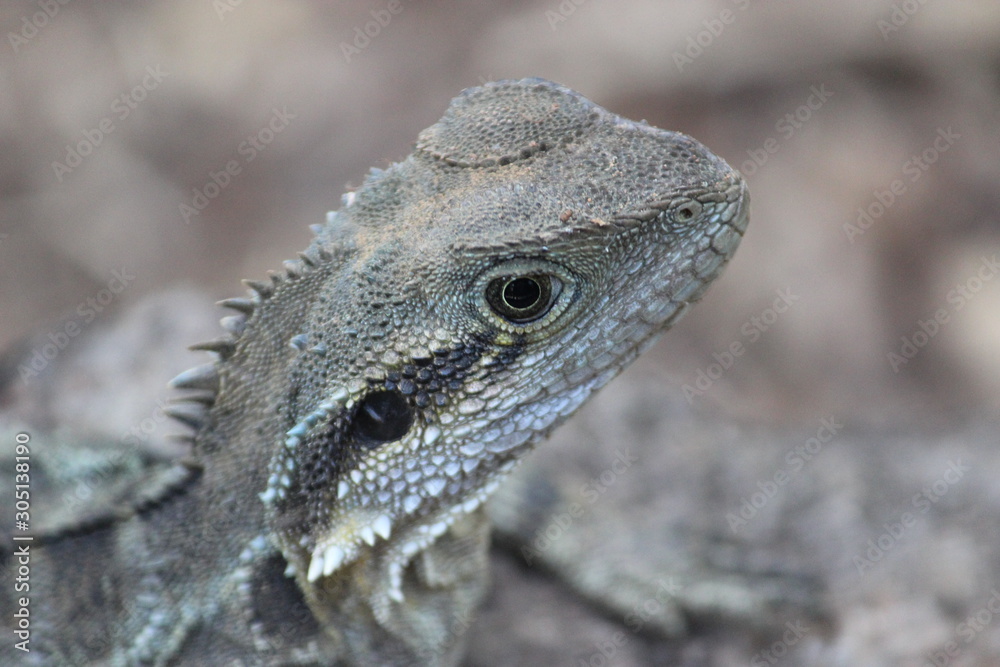 Obraz premium Reptilie