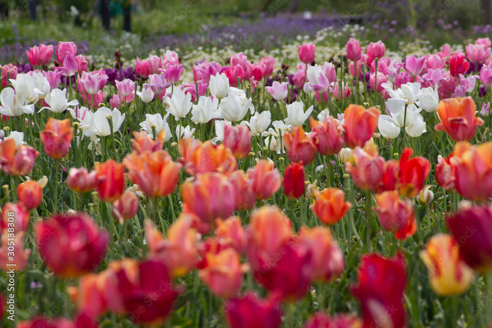 field of red and white tulips