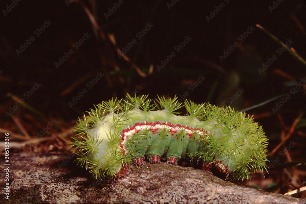 Fototapeta premium Io Moth Caterpillar (Automaris Io)