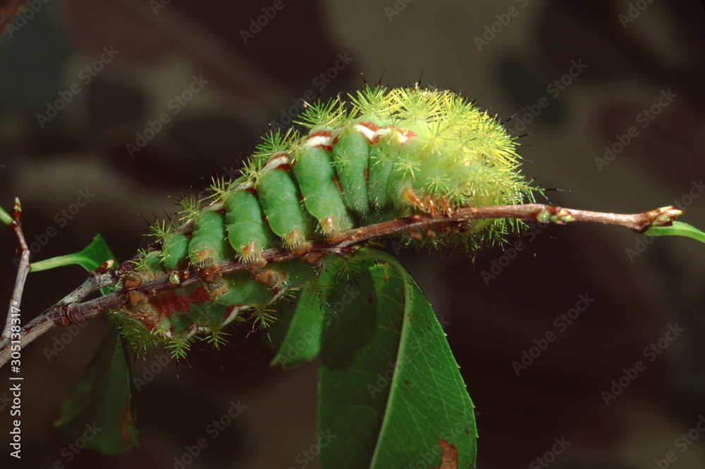 Fototapeta premium Io Moth Caterpillar (Automaris Io)