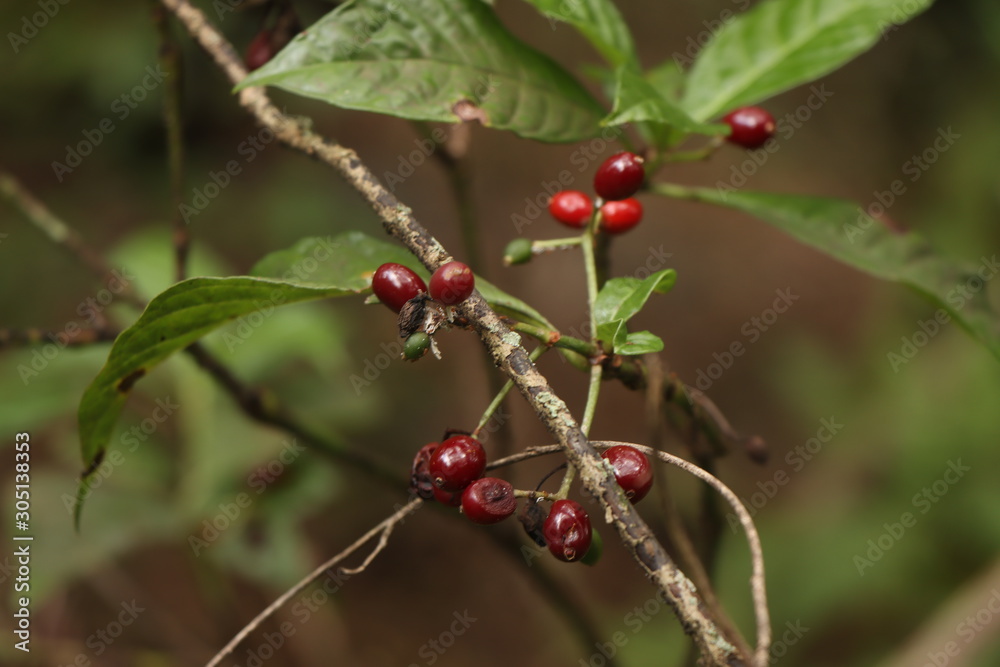 red berries on bush red berries on bush