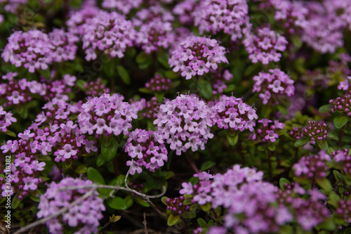 purple flowers in the garden