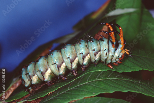 Regal Moth Hickory Horned Devil Caterpillar (Citheronia Regalis)