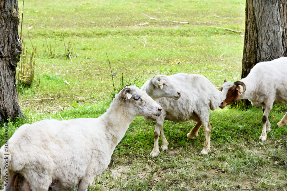 Obraz premium Rams and sheeps grazing in the field of Alazani valley, Kakheti. Cattle breeding in Georgia.