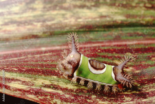 Obraz na plátně Saddleback Caterpillar (Acharia Stimulea)