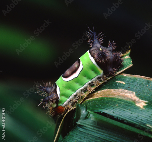 Saddleback Caterpillar (Acharia Stimulea) photo