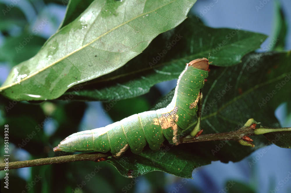 Tenacled Prominent Moth Caterpillar (Cerum Multiscipta)