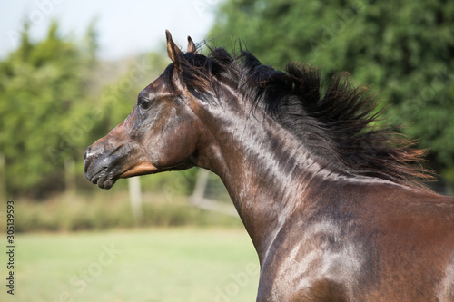 Arabian Horse