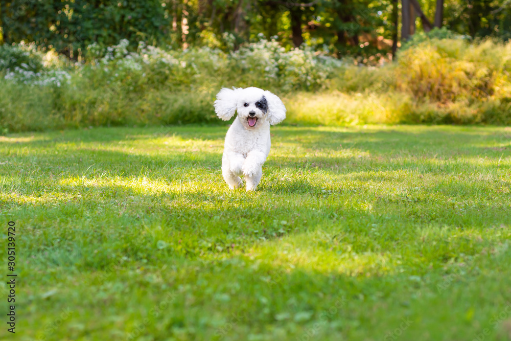 Happy dog running in grass