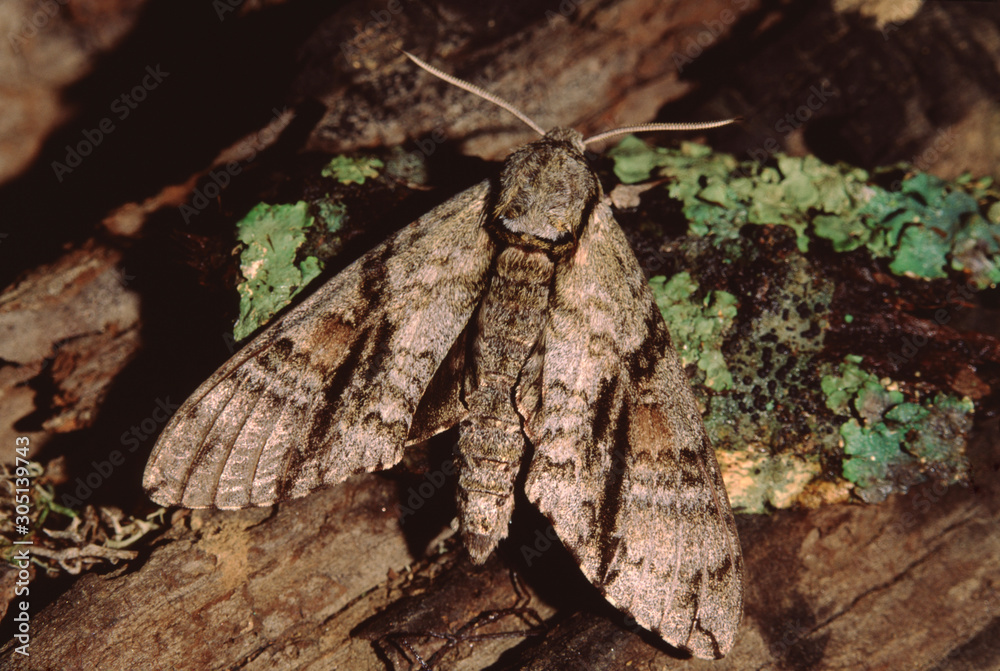 Widow Underwing Moth (Catocala Vidua) Widow Underwing Moth (Catocala Vidua)