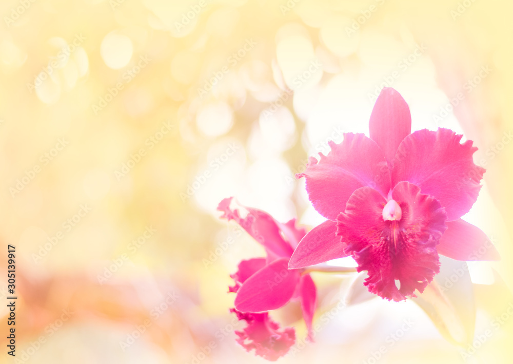 orchid background. cattleya orchid in nature 
