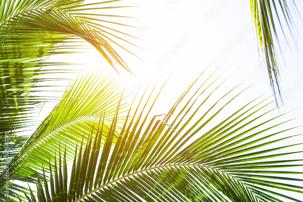 Fototapeta premium tropical palm leaf background, coconut palm trees perspective view