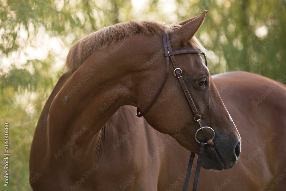 horse head turned Stock Photo Adobe Stock
