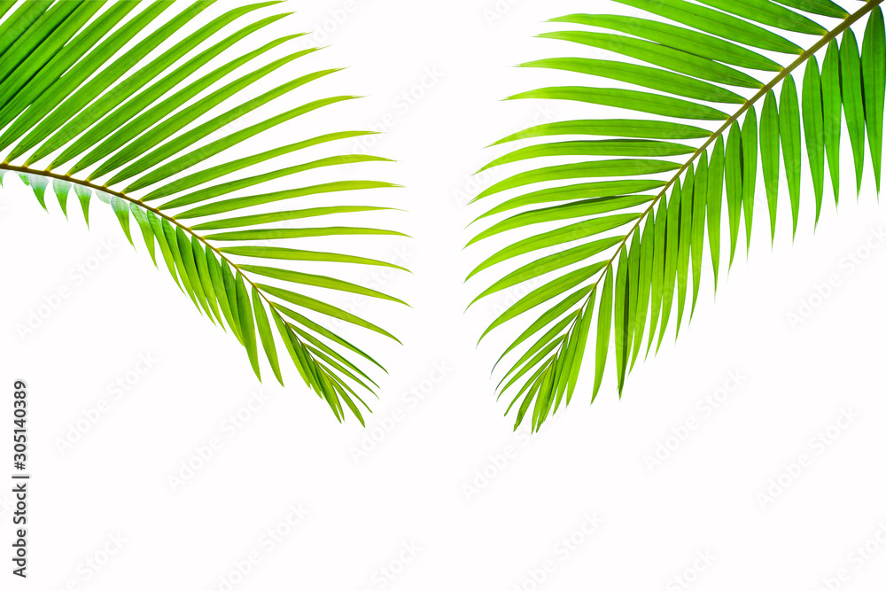 tropical coconut leaf isolated on white background, summer background