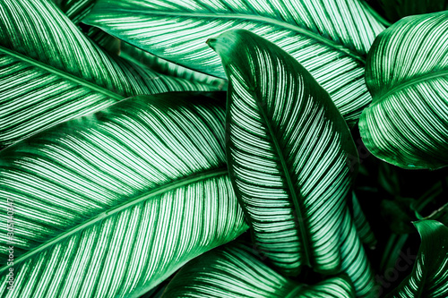 tropical leaves  abstract green leaves pattern texture  nature background