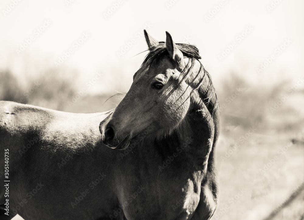 Obraz premium black and white horse