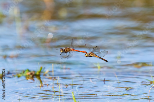 アキアカネ連結飛翔(Autumn darter)