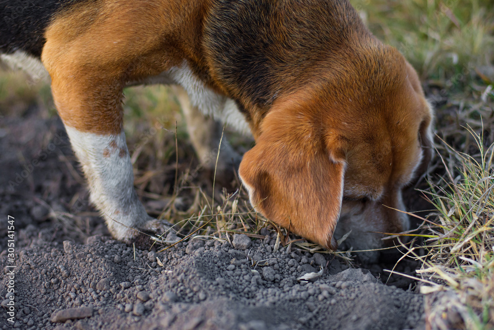 Beagle digging hot sale