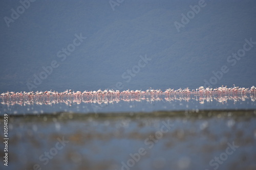 Flamingos