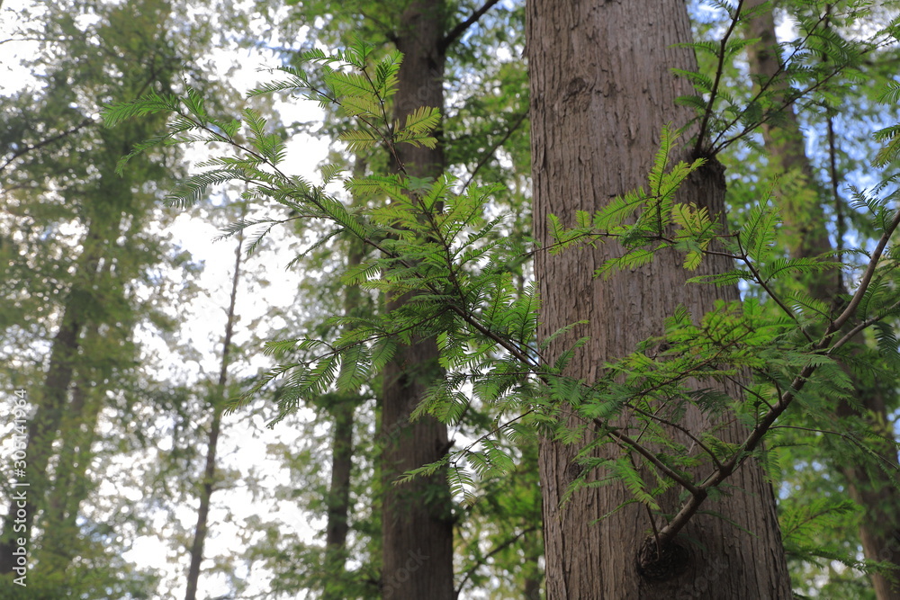 Obraz premium Autumn leaves of metasequoia