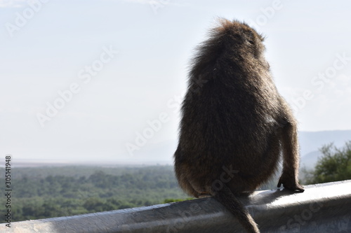 Monkey Sitting