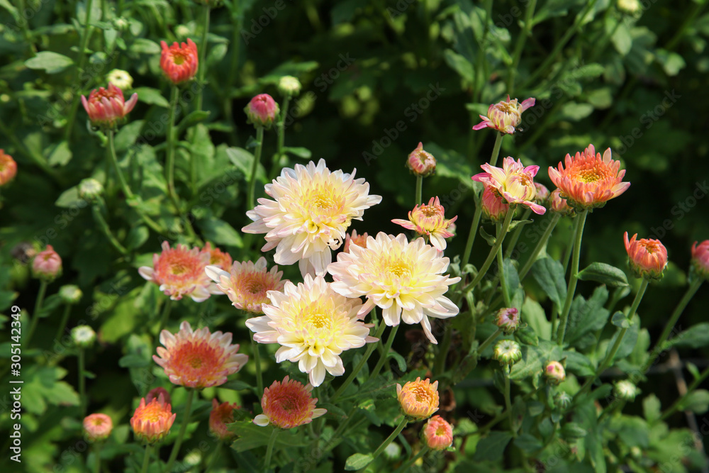 Fototapeta premium Beautiful blooming white and orange chrysanthemum flower in garden