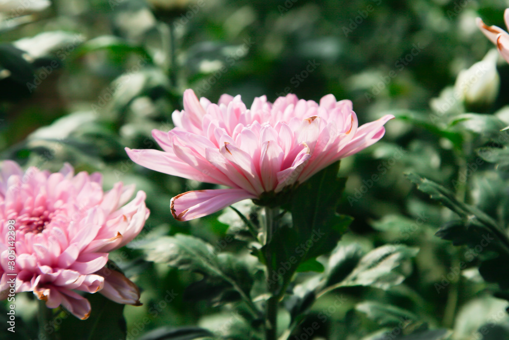 Beautiful blooming Pink chrysanthemum flower in garden