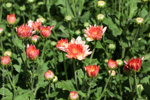 Beautiful blooming Pink chrysanthemum flower in garden