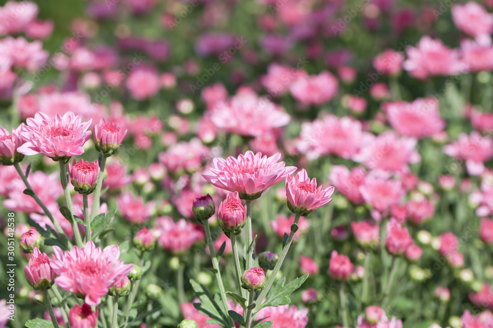 Beautiful blooming Pink chrysanthemum flower in garden Beautiful blooming Pink chrysanthemum flower in garden