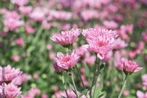 Beautiful blooming Pink chrysanthemum flower in garden