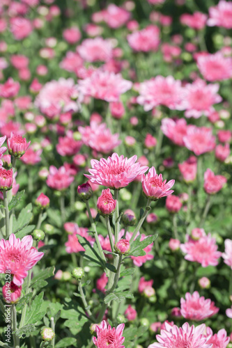 Beautiful blooming Pink chrysanthemum flower in garden