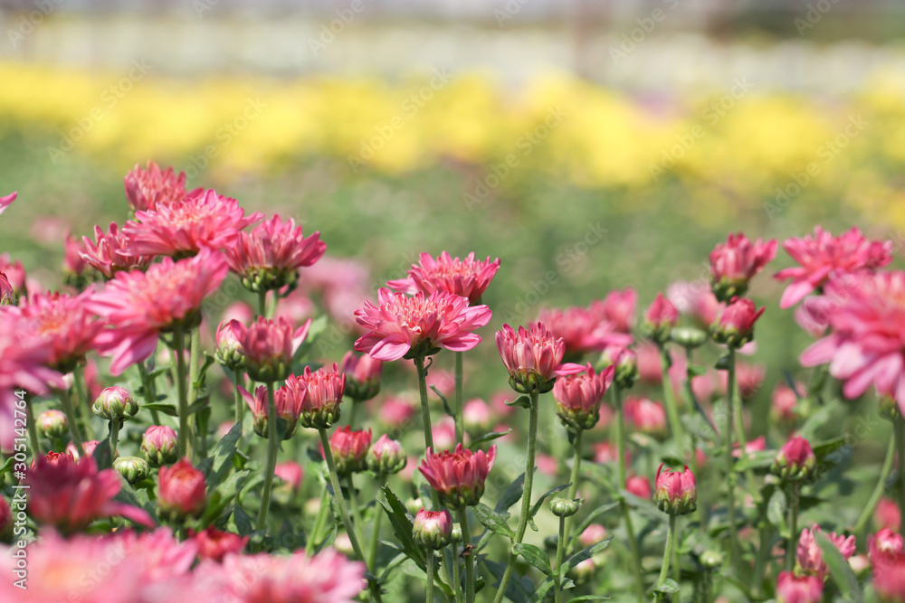 Beautiful blooming Pink chrysanthemum flower in garden