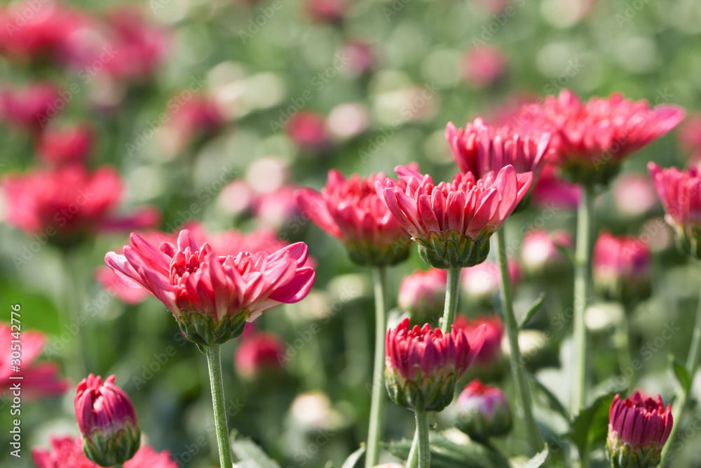 Beautiful blooming Pink chrysanthemum flower in garden Beautiful blooming Pink chrysanthemum flower in garden