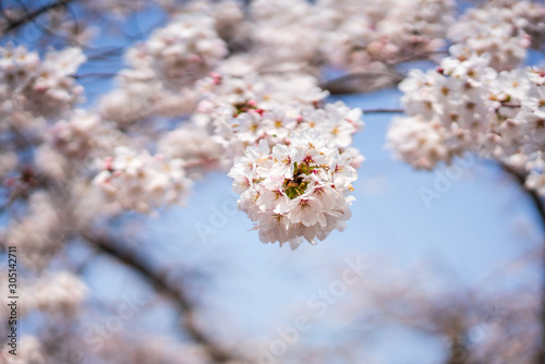 close up marco full bloom cherry blossom beauiful Sakura tree at japan cherry blossom  forecast pink asian flower perfact season to travel and enjoy japanese culture idea long weekend holiday relax