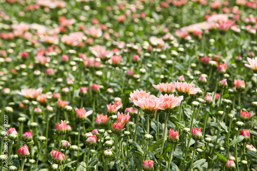 Beautiful blooming Pink chrysanthemum flower in garden