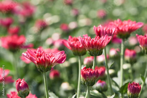 Beautiful blooming Pink chrysanthemum flower in garden