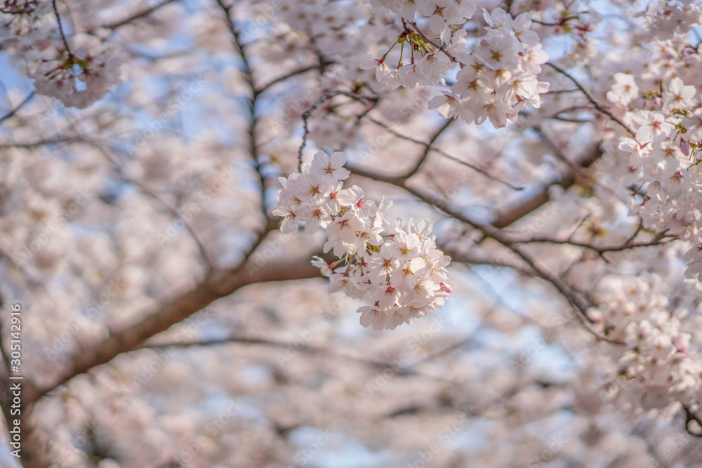 close up marco full bloom cherry blossom beauiful Sakura tree at japan cherry blossom forecast pink asian flower perfact season to travel and enjoy japanese culture idea long weekend holiday relax close up marco full bloom cherry blossom beauiful Sakura tree at japan cherry blossom forecast pink asian flower perfact season to travel and enjoy japanese culture idea long weekend holiday relax
