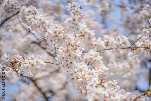 close up marco full bloom cherry blossom beauiful Sakura tree at japan cherry blossom  forecast pink asian flower perfact season to travel and enjoy japanese culture idea long weekend holiday relax