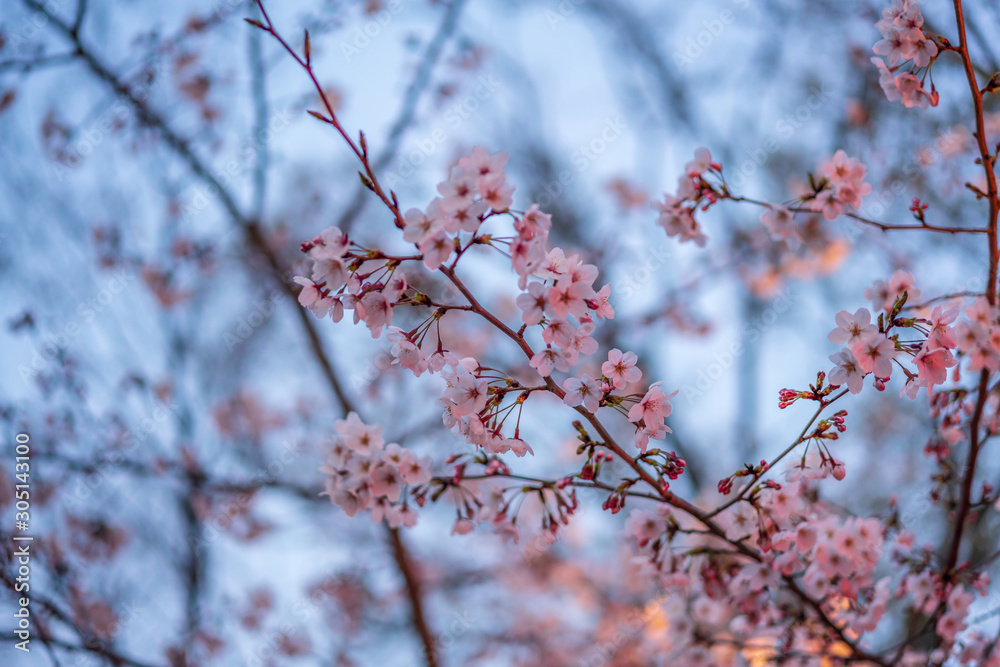 close up marco full bloom cherry blossom beauiful Sakura tree at japan cherry blossom forecast pink asian flower perfact season to travel and enjoy japanese culture idea long weekend holiday relax close up marco full bloom cherry blossom beauiful Sakura tree at japan cherry blossom forecast pink asian flower perfact season to travel and enjoy japanese culture idea long weekend holiday relax