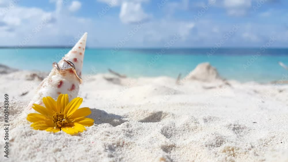 The Island Of Tonga - The Sea Shell With Ring And Yellow Flower In The White Sand Beach Background With Shallow Ocean And Cloudy Sky - Close Up Shot The Island Of Tonga - The Sea Shell With Ring And Yellow Flower In The White Sand Beach Background With Shallow Ocean And Cloudy Sky - Close Up Shot