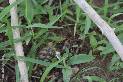 Turtle in Grass