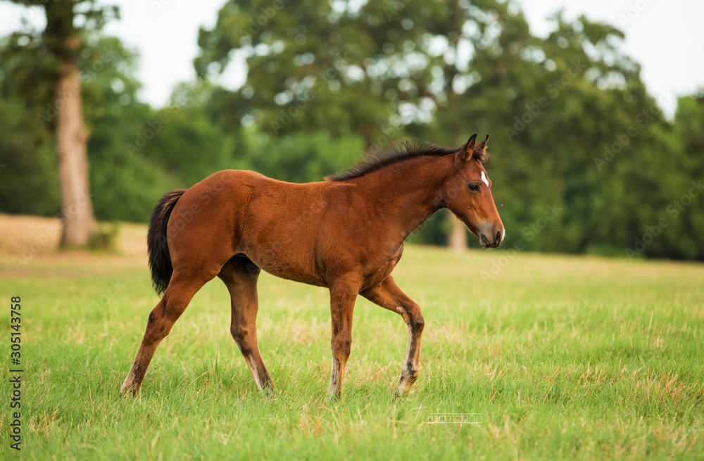 Foals