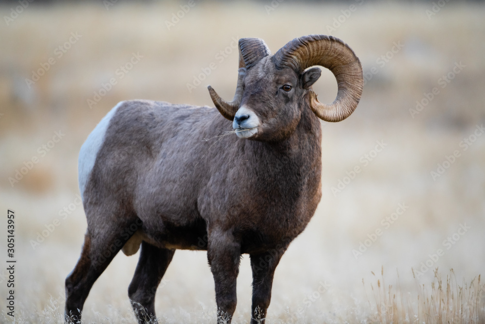 Bighorn Sheep in Montana