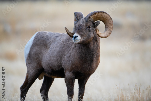 Bighorn Sheep in Montana