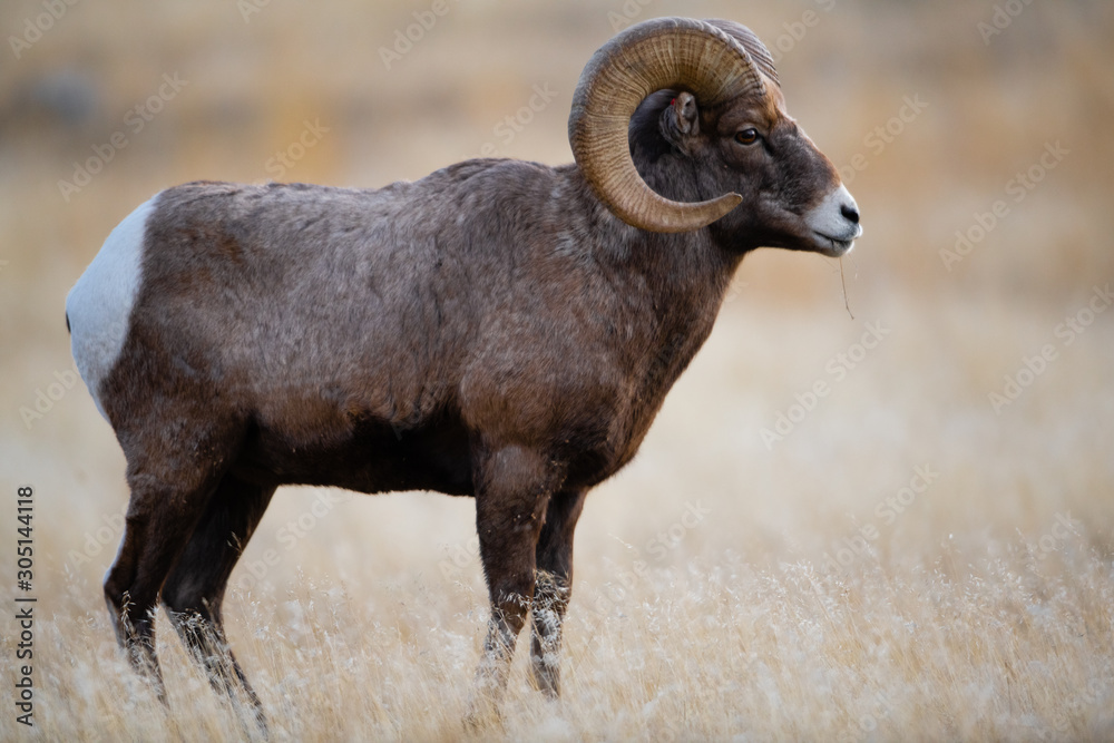 Bighorn Sheep in Montana