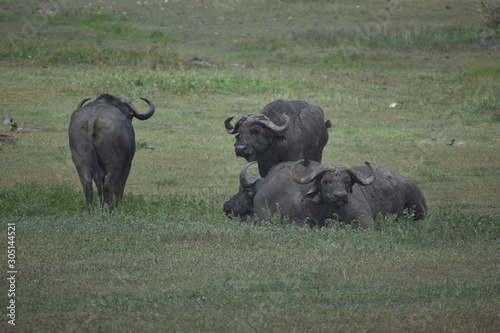 African Water Buffalo