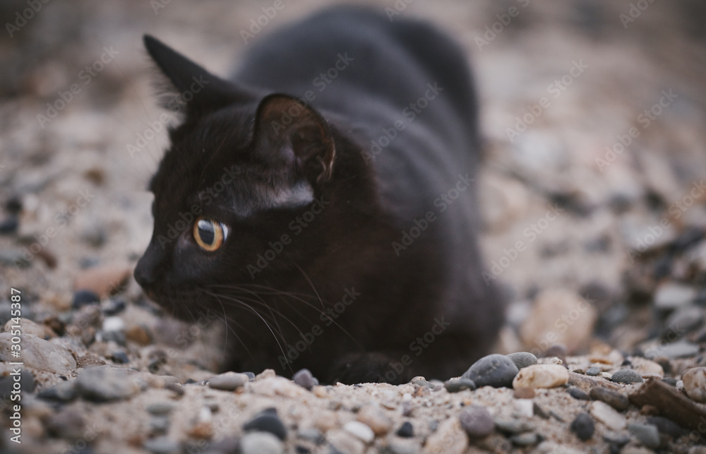 A beautiful black cat plays in the sand