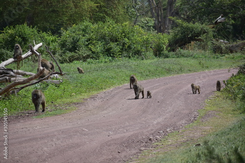 Baboons on a Street
