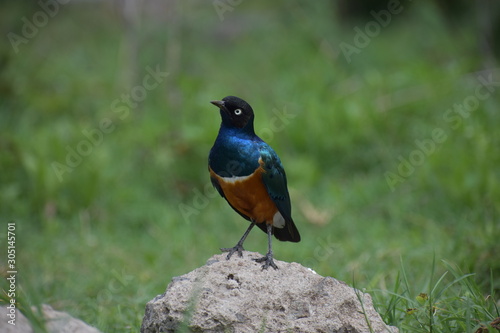 African Blue Bird